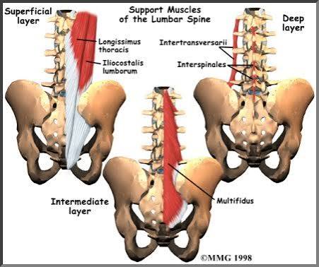 Physical therapy in Oakland for Lower Back Pain - Anatomy