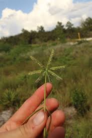 Image result for Dactyloctenium geminatum