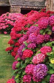 Change Hydrangea Colour The Whoot Plants Beautiful Gardens Flower Garden