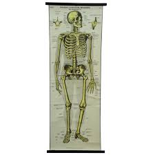 This quiz on human bones is designed to test your knowledge on the location of each individual bone. Vintage Rollable Wall Chart Anatomy Human Body Bone Structure For Sale At 1stdibs