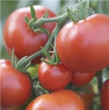 Maintenez les tomates cerises entre les deux couvercles puis coupez les tomates. Bien Choisir Ses Tomates A Secher Ferme De Sainte Marthe