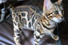 This map shows how many bengal cats are posted in other states. Bengal Kittens For Sale Bengal Breeder New England Cavscout Bengals