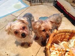 Browse all the puppies for sale charlotte dog club has available. Raleigh Nc Yorkie Yorkshire Terrier Meet Abby Henry A Pet For Adoption