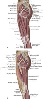 As you can see from the diagram to the right, there are many muscles and . Tight Adductor Symptoms And Signs To Consider For Groin Pulls