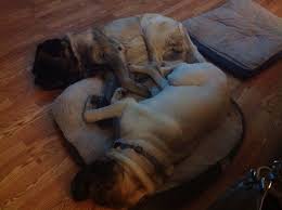 They Are Always Touching David Is A Long Hair English Mastiff And Goliath Is A Short Hair English Mastiff English Mastiff Mastiffs Short Hair Styles