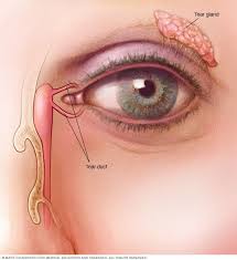Tear Glands And Tear Ducts Dry Eyes Swollen Eyelids Remedy Dry Eye Symptoms