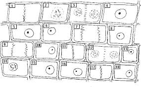 Mitosis virtual lab worksheet answer key : Mitosis Virtual Lab Worksheet Answer Key Number Of Chromosomes Worksheet Answers Jailbreak My Meiosis Virtual Lab Worksheet Answer Key Doc Template Worksheets Are Meiosis Matching Work Meiosis And