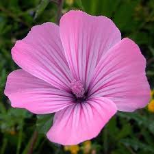 Rose Mallow Lavatera Caspian Breeze Amazing Flowers Flowers Perennials Beautiful Flowers