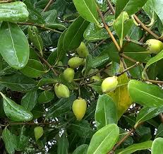 Image result for Avicenniaceae