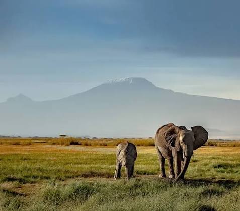 Kenya Wildlife