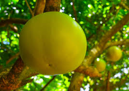 It is green in color; Fond Doux Eco Resort On Twitter The Calabash Tree Is The National Tree Of St Lucia Discover This Fruit And More On Our Resort