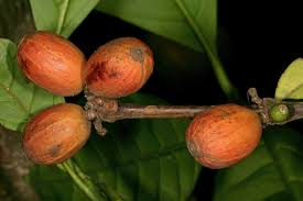 Image result for Oxyanthus