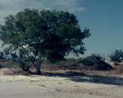 Image result for Avicennia marina