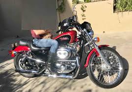Image result for Burgundy 1998 Motorcycle