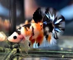 No 18 Hmpk Nemo Betta Fish Male Betta Fish Betta Fish