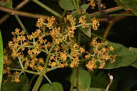 Image result for Rubia cordifolia