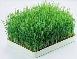 Although there's nothing wrong with having a little gray in your mane, many people prefer to. Wheatgrass Powers Myths Vs Facts Simple Indian Mom