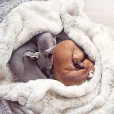Snug As A Bug In A Rug Or Two Bugs I Should Say By Freyaeverafter Warm And Cozy Bed Bug Bites Snug