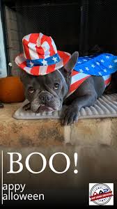 Dog breeds profiles and guides of purebred dog breeds. Blue French Bulldogs Texas Home Facebook