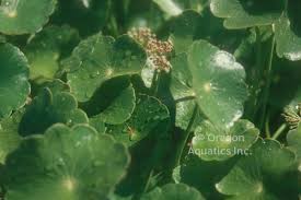 Image result for Hydrocotyle bonariensis