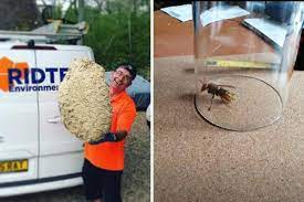 Gapping up hawthorn blackthorn new hedge for more information this advice note only provides general guidance on hedgerow management; Pest Controller Warns Hornet And Wasp Season Has Started Really Early In Basingstoke Basingstoke Gazette