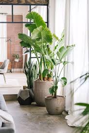 Emperor Pickletine Rides The Bus Origami Yoda House Plants Decor Interior Plants Plant Design