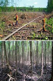 Scientists believe that at 130 million years old, the rainforests of taman negara are the oldest in the world. Matang Mangrove Forest Reserve Malaysia Top Clear Felling Bottom Download Scientific Diagram