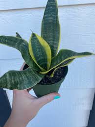 Image result for Tristachya superba