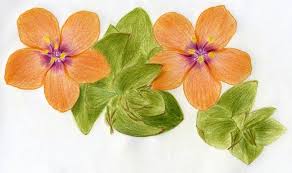 How To Draw Scarlet Pimpernel Flower Flower Drawing Colorful Drawings Watercolor Flowers Tutorial