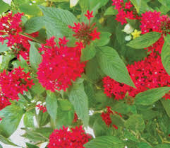 You may wish to look into which. Butterfly Time Of The Year Coastal Breeze News