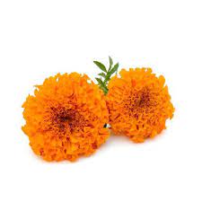 Shipping & handling | 100% event day guarantee. Marigold Flower Wholesaler Wholesale Dealers In India