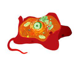 Check spelling or type a new query. File Animal Cell Structure No Text Svg Wikimedia Commons