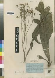 Image result for Senecio spartareus