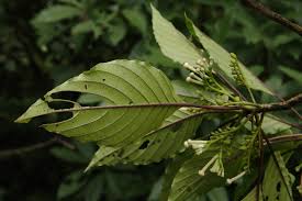 Image result for Guettarda