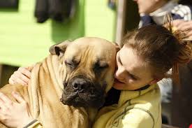 Aussie pet mobile is a quality pet grooming service that offers an exceptional full service grooming experience for your pets in a stress free environment in full comfort and safety right in your driveway. Aussie Pet Mobile Greater Memphis West Tn Mobile Grooming For Cats Dogs