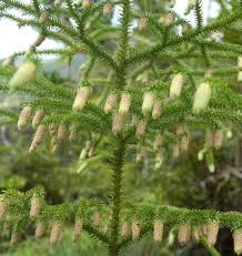 Image result for Lycopodiella cernua