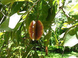 Image result for Combretum xanthothyrsum