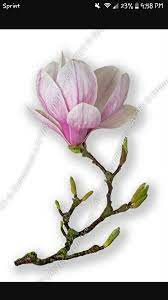 Pin By Dana Coumerilh On Tattoos Magnolia Flower Flower Painting Flower Art
