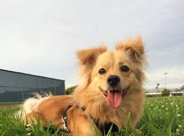 Full grown corgi pomeranian mix. Pomeranian Welsh Corgi Mix Pets Lovers