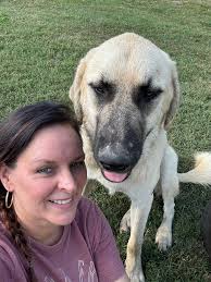 13 Weeks Old Southern Alabama Half Blue and Half Brown Eye