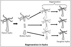 Maybe you would like to learn more about one of these? Cbse Class 10 Science Important Biology Diagrams With Labeling Explanation