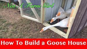 Having the visual aid of. 77 How To Build A Goose House Youtube Goose House Backyard Ducks Sebastopol Geese