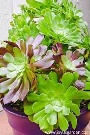 The bloom is in winter and the flowers tend to open only in the late afternoon. 44 Types Of Succulents With Pictures Succulent Plants Flower Glossary