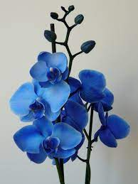 Blue Cattleya Amazing Blue Orchids Plant Blue Orchids Orchids