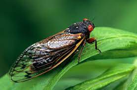 Different species have different songs to attract only their own kind. Brood X Periodical Cicadas Emerge In 15 States Npr