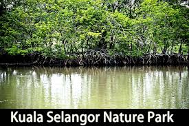 Kuala selangor travel forum kuala selangor photo kuala selangor map kuala selangor guide. Kuala Selangor Nature Park Taman Alam Footprints Of A Travelbug