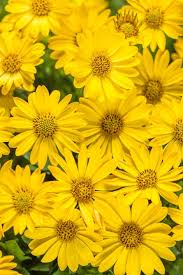 Image result for Osteospermum