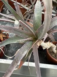 Image result for Aloe veseyi