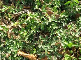 Image result for Desmodium subsecundum