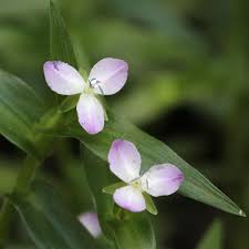 Image result for Murdannia stricta